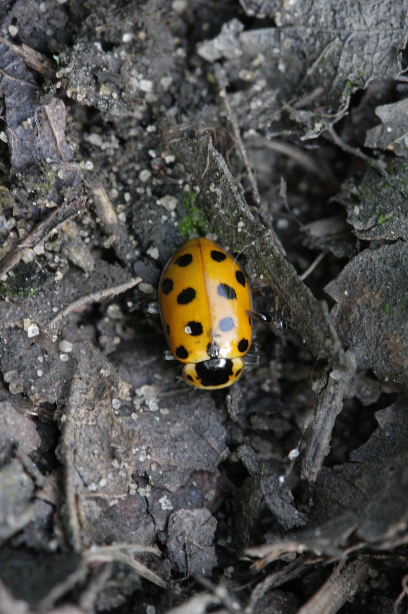 Hippodamia tredecimpunctata, 13spot Ladybird